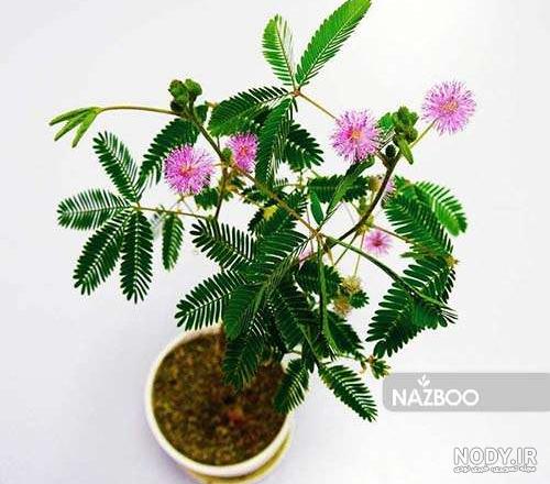 واکنش عجیب گیاه گل قهر به لمس شدن