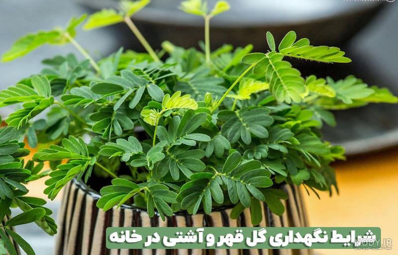 چرا گیاه قهر و آشتی قهر می‌کند؟ | خبرگزاری صدا و سیما
