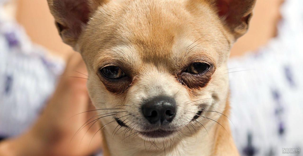 عکس خنده دار حیوانات گربه