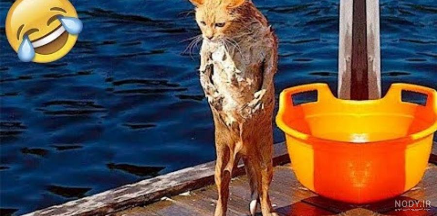 عکس خنده دار حیوانات گربه