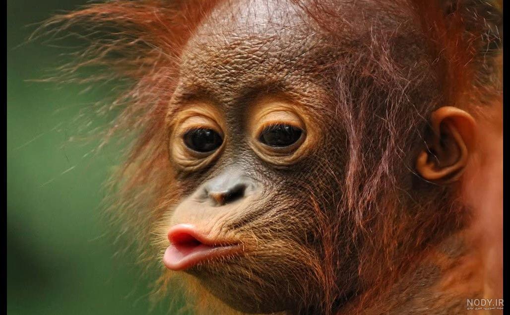 عکس خنده دار حیوانات گربه