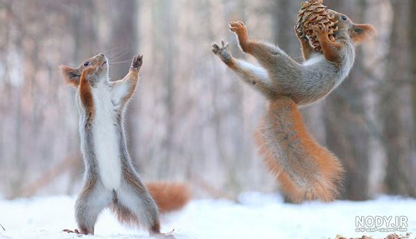 عکس خفن عکس خنده دار حیوانات با کیفیت