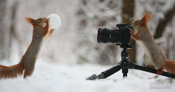 عکس خفن عکس خنده دار حیوانات با کیفیت