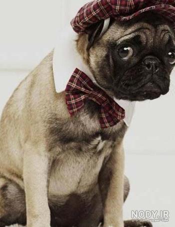 عکس خفن عکس خنده دار حیوانات با کیفیت