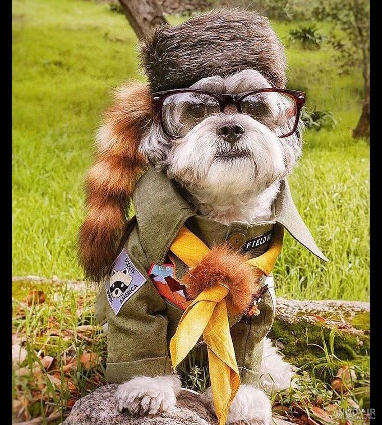 عکس خنده دار حیوانات گربه