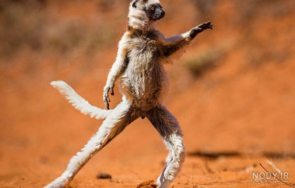 عکس خفن عکس خنده دار حیوانات با کیفیت