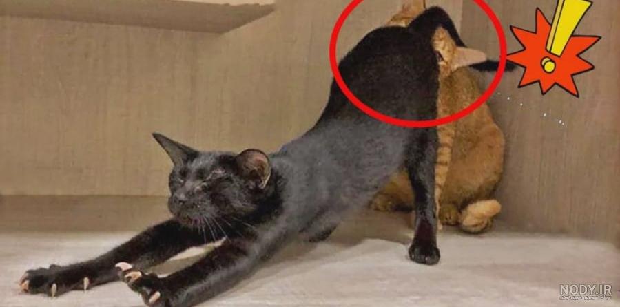 عکس خنده دار حیوانات گربه
