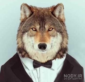 عکس خفن عکس خنده دار حیوانات با کیفیت