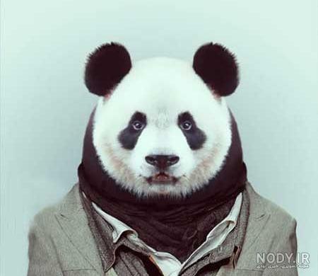 عکس خنده دار حیوانات گربه