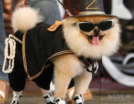 عکس خنده دار حیوانات گربه