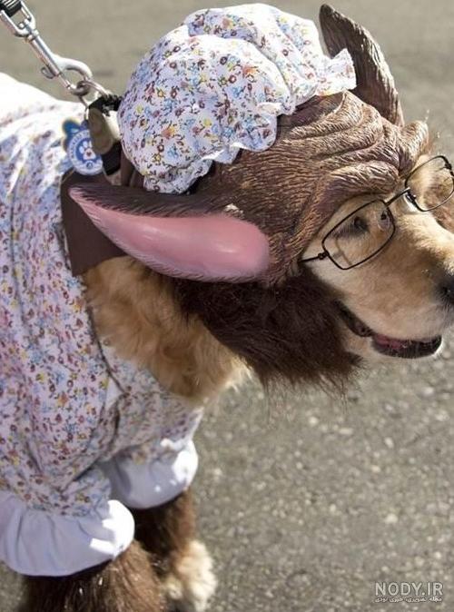 عکس خنده دار حیوانات با لباس