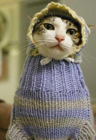 عکس خفن عکس خنده دار حیوانات با کیفیت