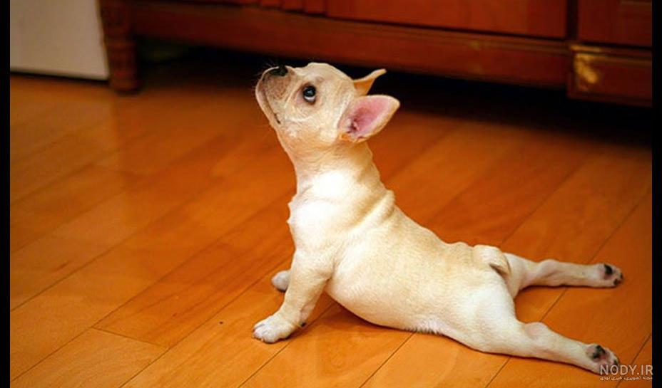 عکس خفن عکس خنده دار حیوانات با کیفیت