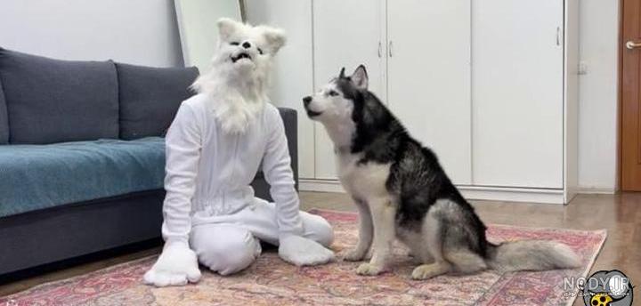 عکس خفن عکس خنده دار حیوانات با کیفیت