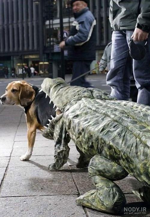 عکس خفن عکس خنده دار حیوانات با کیفیت