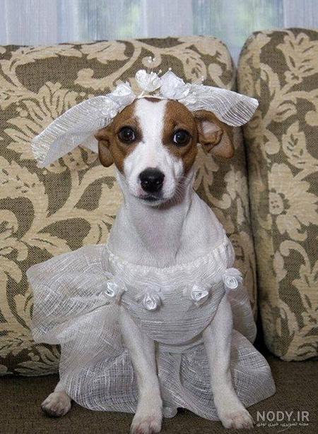 عکس خنده دار حیوانات با کیفیت