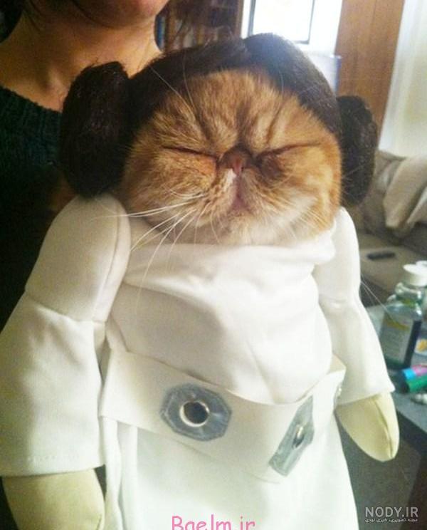 عکس خفن عکس خنده دار حیوانات با کیفیت