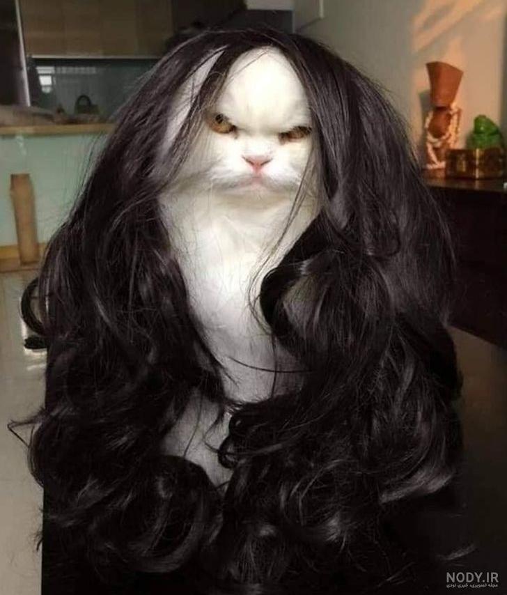 عکس خنده دار حیوانات گربه