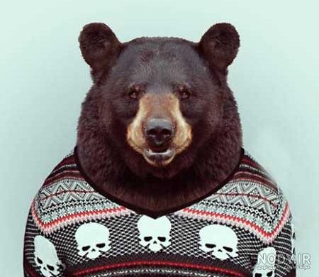 عکس خنده دار حیوانات گربه