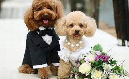 عکس خفن عکس خنده دار حیوانات با کیفیت