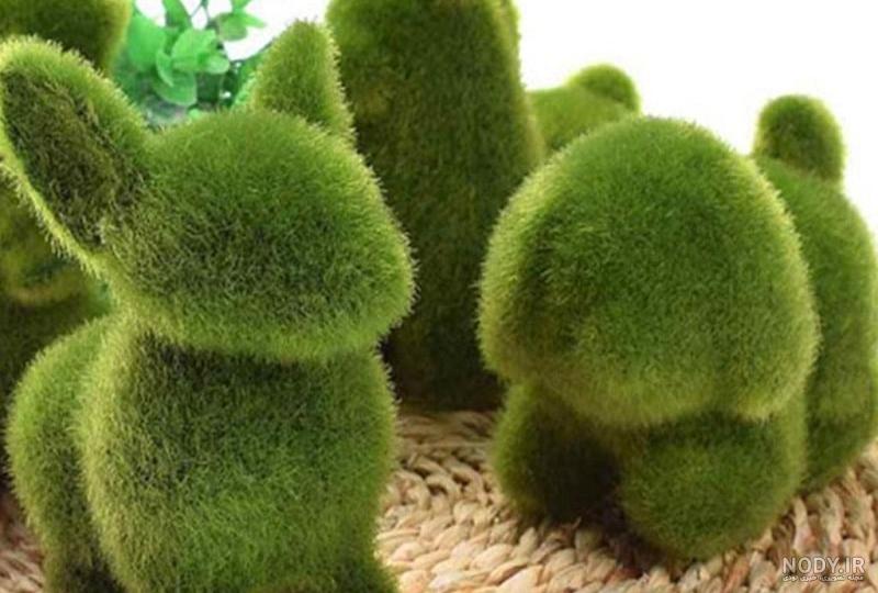 عکس سبزه با خاکشیر
