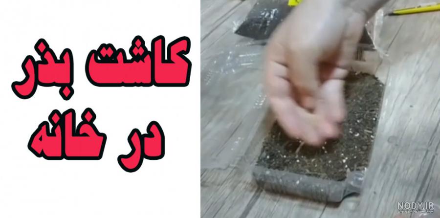 عکس سبزه خاکشیر - عکس نودی