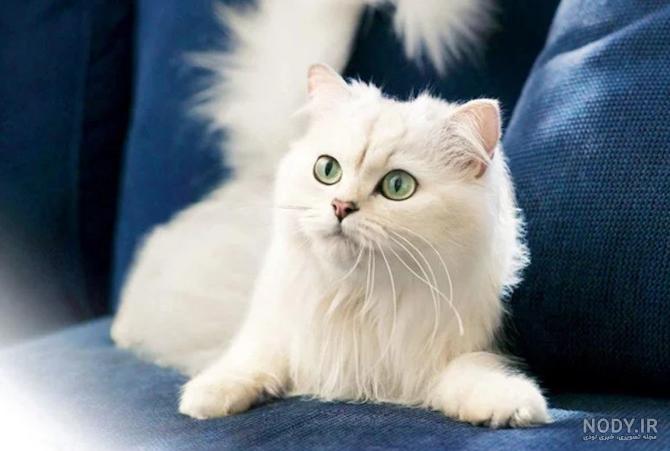 عکس پروفایل دخترونه گربه صورتی