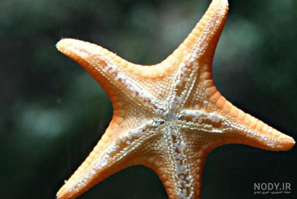 عکس پری دریایی زیبا