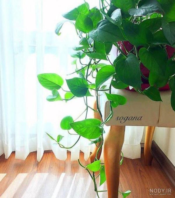 عکس گل های زیبا آپارتمانی - عکس نودی عکس گل های زیبا آپارتمانی - عکس نودی