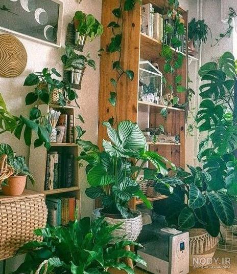 عکس گل طبیعی تو خونه عکس گل طبیعی تو خونه