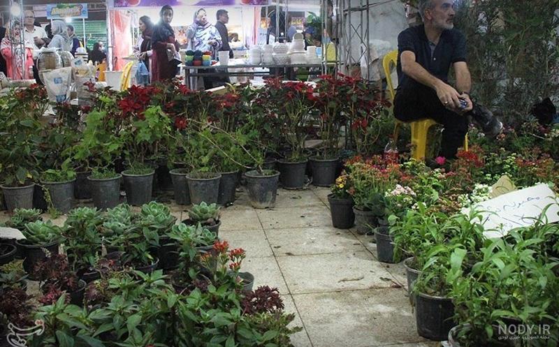 نمایشگاه گل و گیاه بندرعباس از دریچه دوربین تسنیم + تصویر- اخبار ...