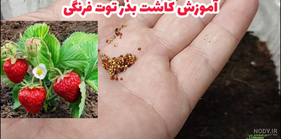 کاشت سبزه خاکشیر در بشقاب، گلدان و کوزه - ستاره