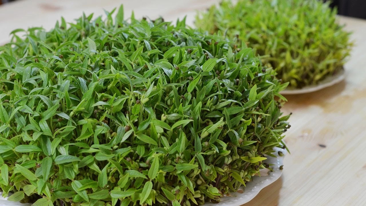 ۲ مدل آموزش درست کردن سبزه با خاکشیر برای نوروز