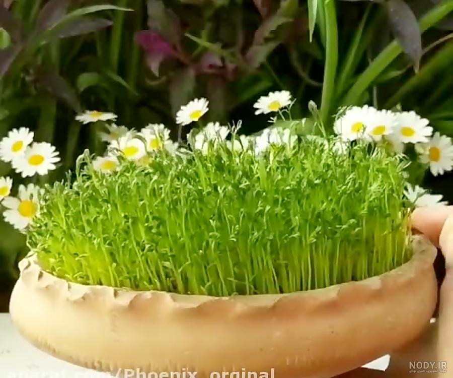 ۲ مدل آموزش درست کردن سبزه با خاکشیر برای نوروز
