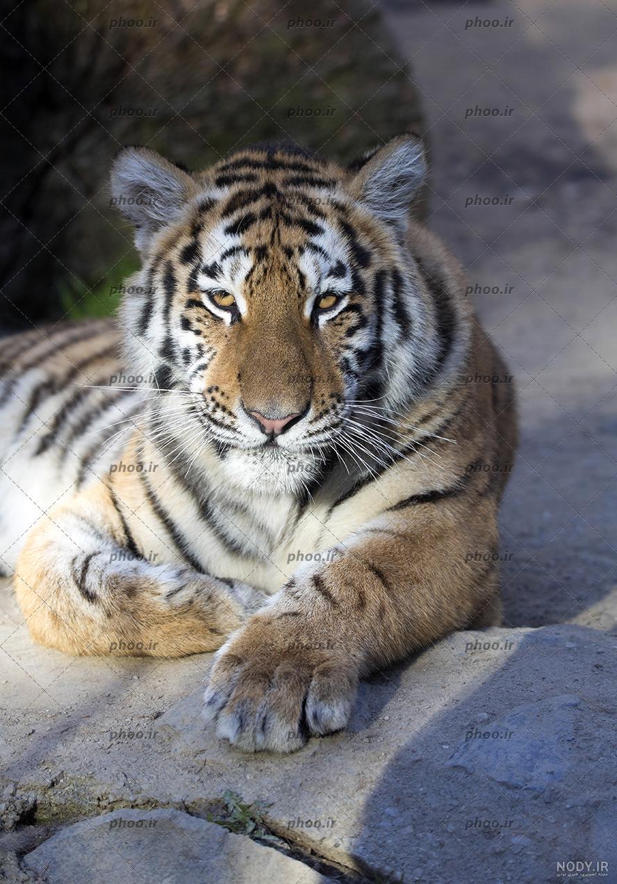 PNG عکس ببر - ببر قهوه ای رنگ - PNG Tiger Image – دانلود رایگان