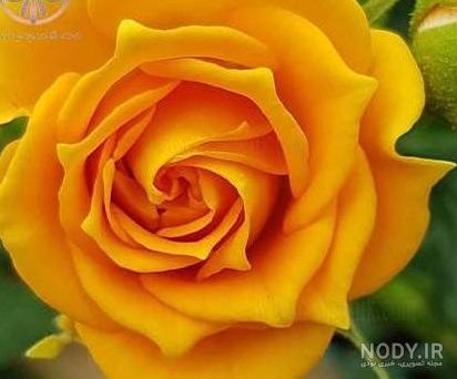 خرید گل رز زرد a93 09129410059- ارسال دسته گل در محل تهران 09129410059