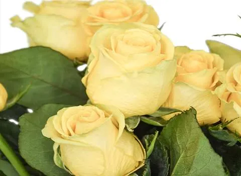 دسته گل رز هلندی زرد | خرید گل شاخه ای تازه در تهران + ارسال ...