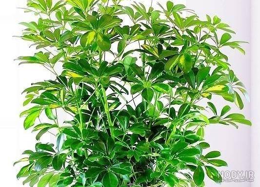 راهنما کامل نگهداری و معرفی گل شفلرا | 45 نکته کلیدی | ایران درخت