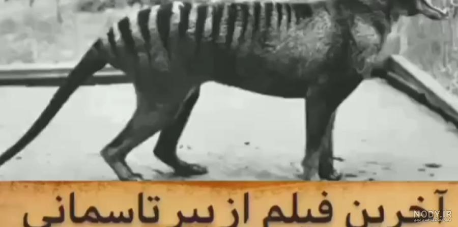 زندگی بخشیدن به ببر منقرض شده تاسمانی/ عکس - خبرآنلاین