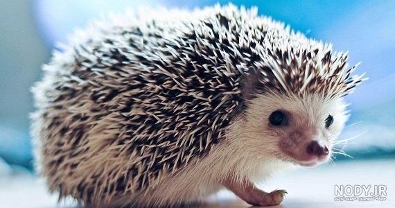 شکار خارپشت: روش شکار خارپشت تشی توسط تور و رینگ دوچرخه