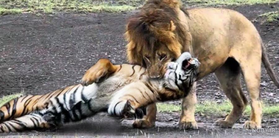 شیر در مقابل ببر! دعوای رئال واقعی! | حیات وحش شیر در مقابل ببر! دعوای رئال واقعی! | حیات وحش