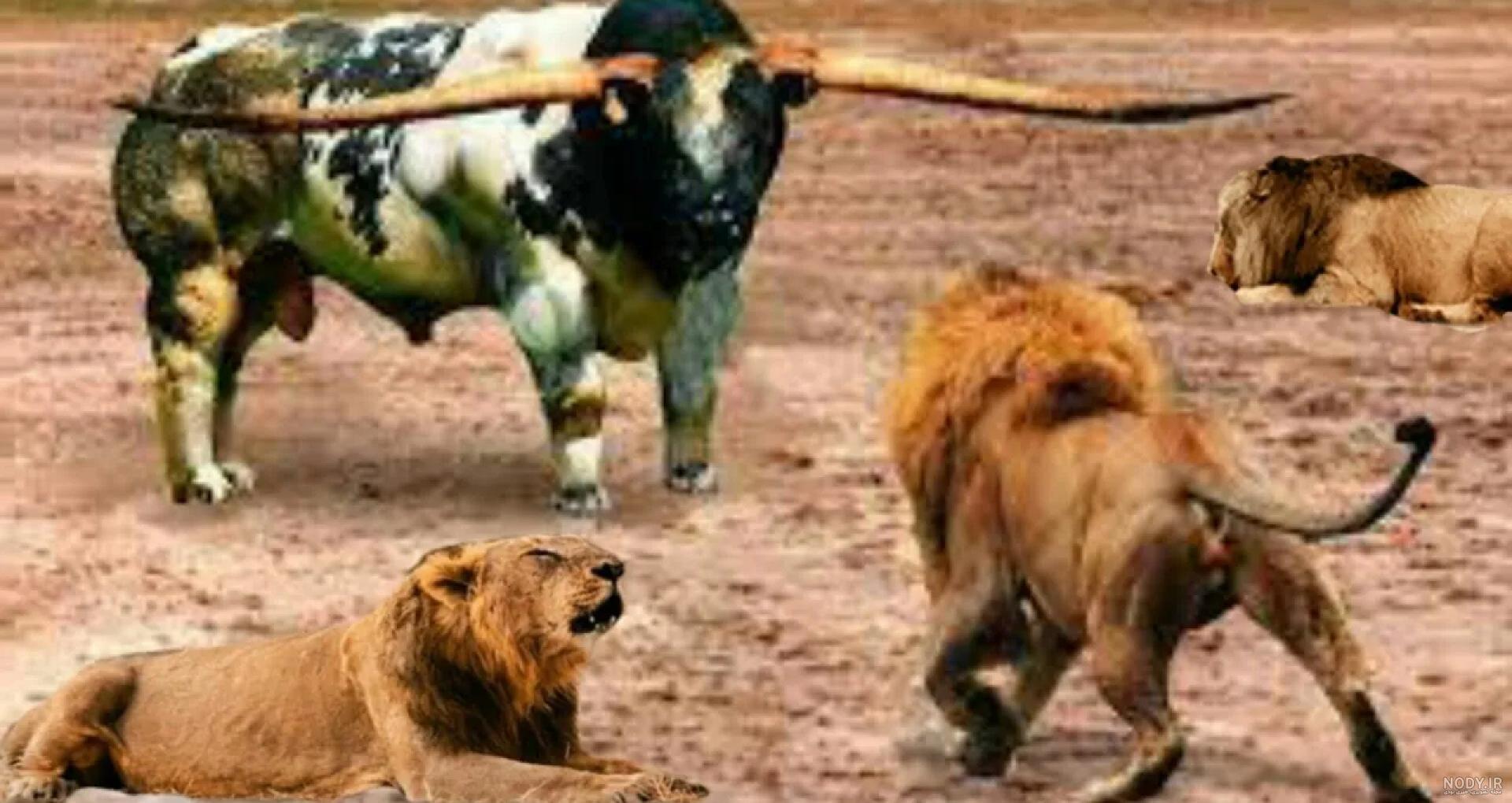 عکس از نزدیک مورچه عکس از نزدیک مورچه