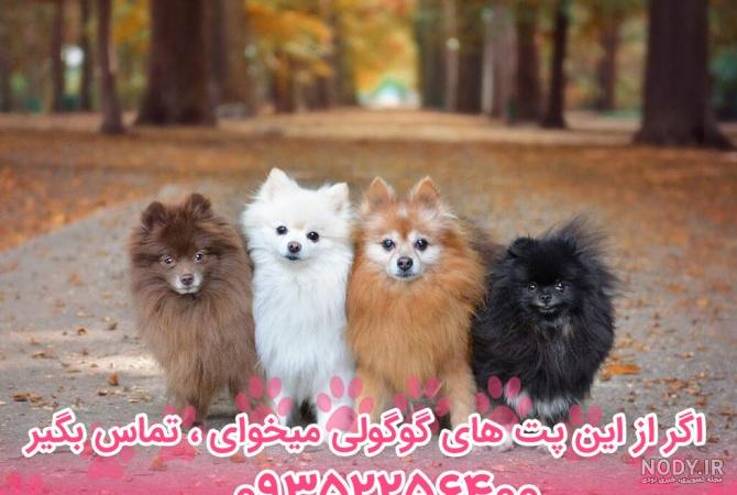 عکس با کیفیت سگ پامرانین