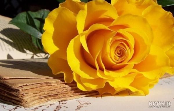 عکس زیبای گل رز زرد