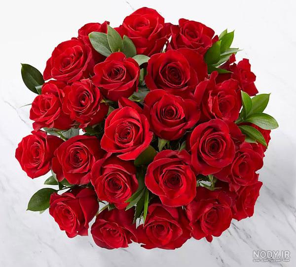 عکس زیبای گل رز زرد