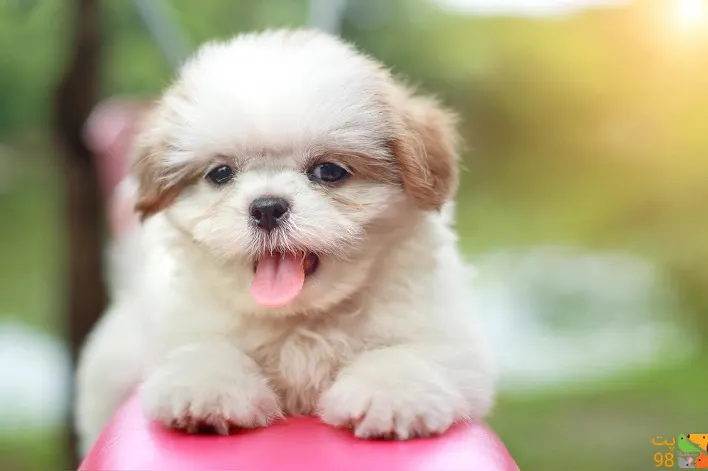 عکس های سگ شیتزو مالتیز عکس های سگ شیتزو مالتیز