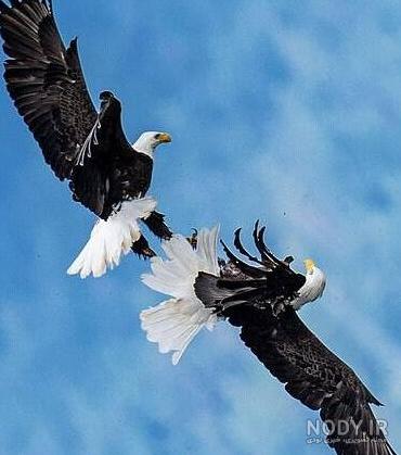 عکس عقاب دو نفره - عکس نودی