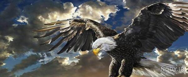 عکس عقاب دو نفره - عکس نودی