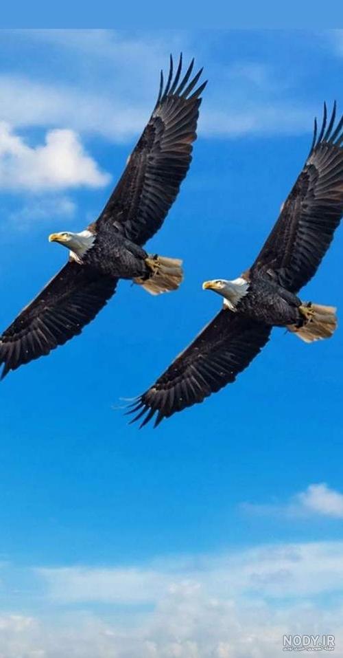 عکس عقاب دونفره
