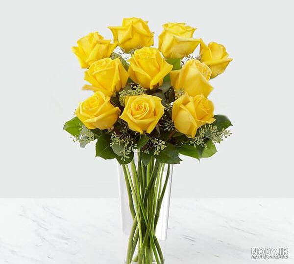 عکس گل رز زرد هلندی